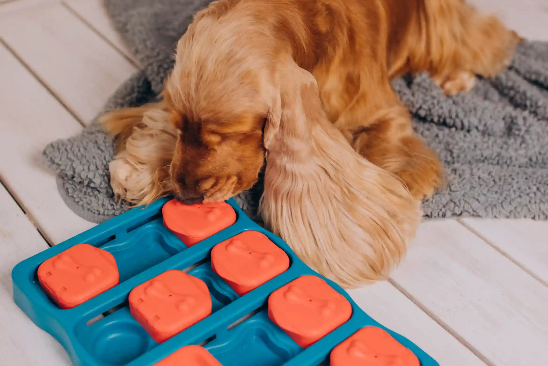 Interactive Puzzle Toys for Dogs